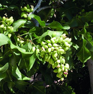 ANTEP FISTIĞI TARİHÇESİ